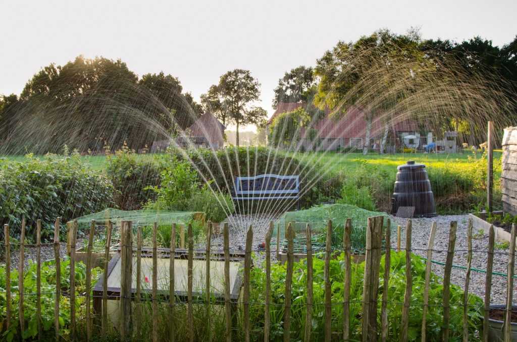 Hay un momento del día que es ideal para echarle agua a las plantas 
