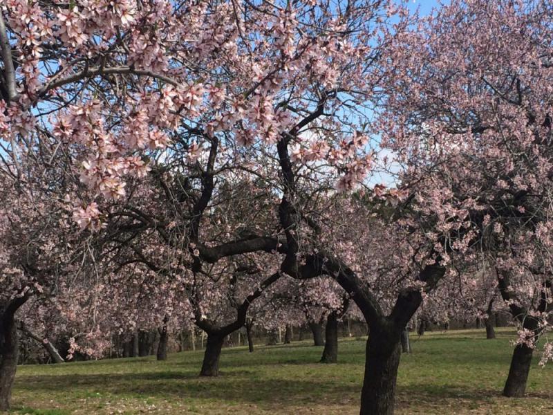 La Quinta De Los Molinos, Almendros En Flor En Madrid