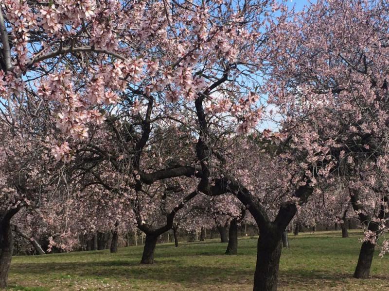 La quinta de los Molinos, almendros en flor en Madrid