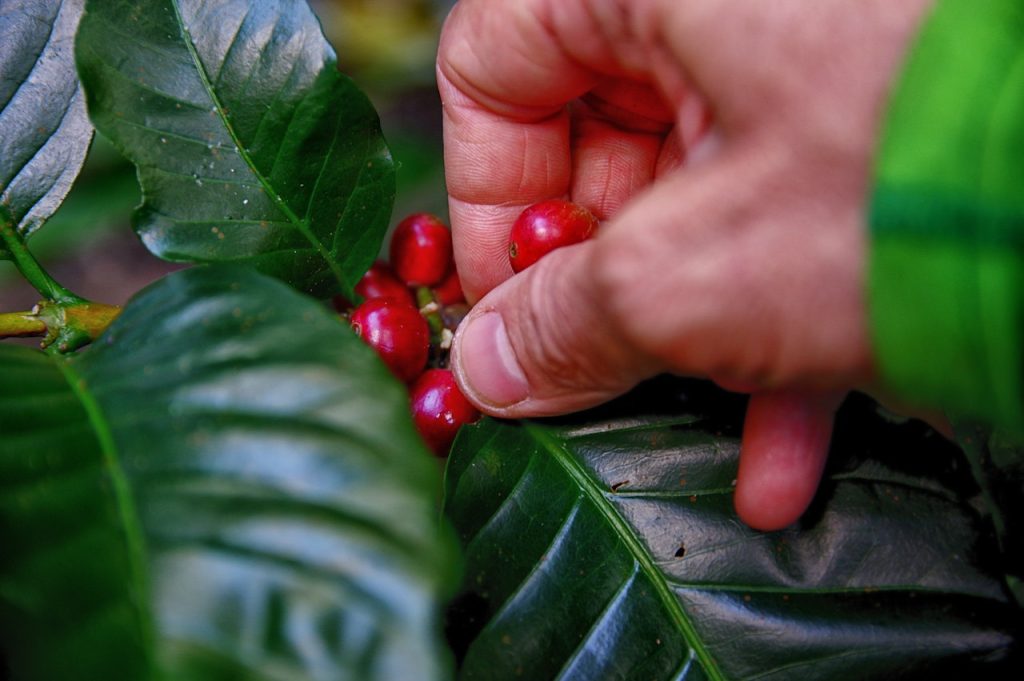 La versatilidad de los posos de café 