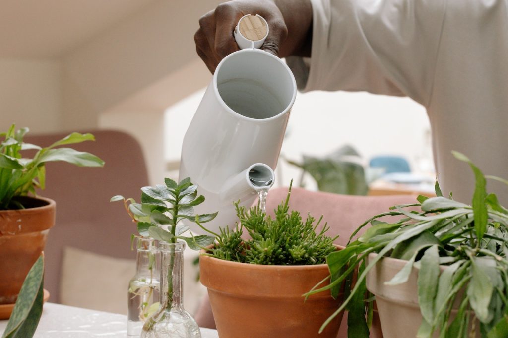 Regar las plantas, una de las actividades más preferidas de la gente