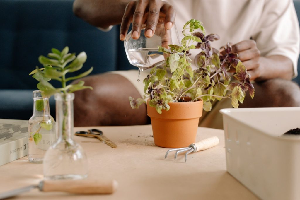 Revisa en el día tus plantas