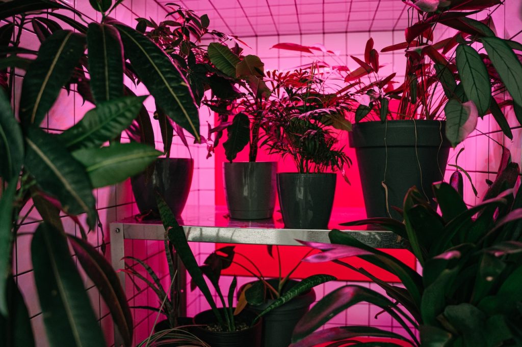 Trucos de jardinería que merecen la pena