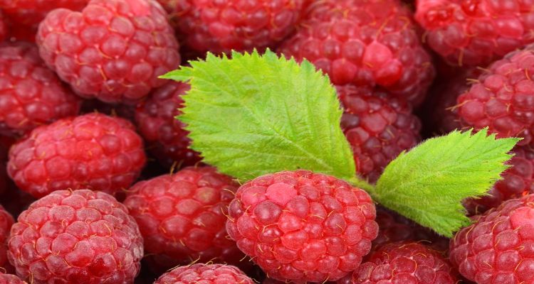 Alimentos Quemagrasas