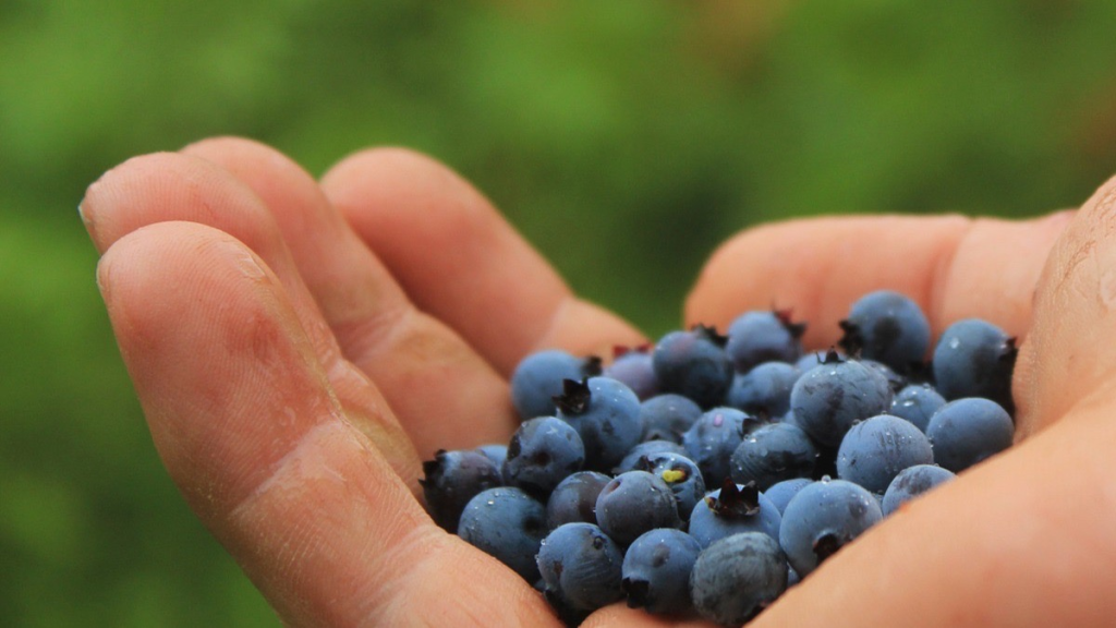 Los 'superalimentos' que no pueden faltar en tu dieta 79 superalimentos
