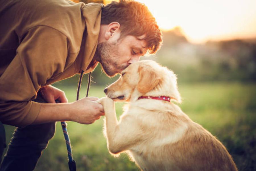 Condiciones de tenencia de animales