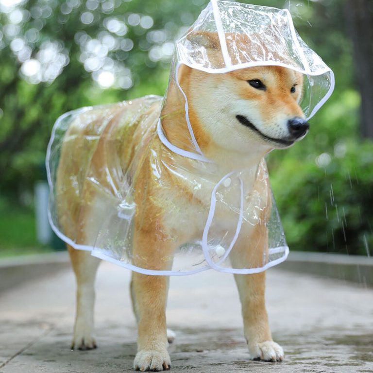 Chubasqueros, abrigos y más: protege a tu mascota este invierno con AliExpress