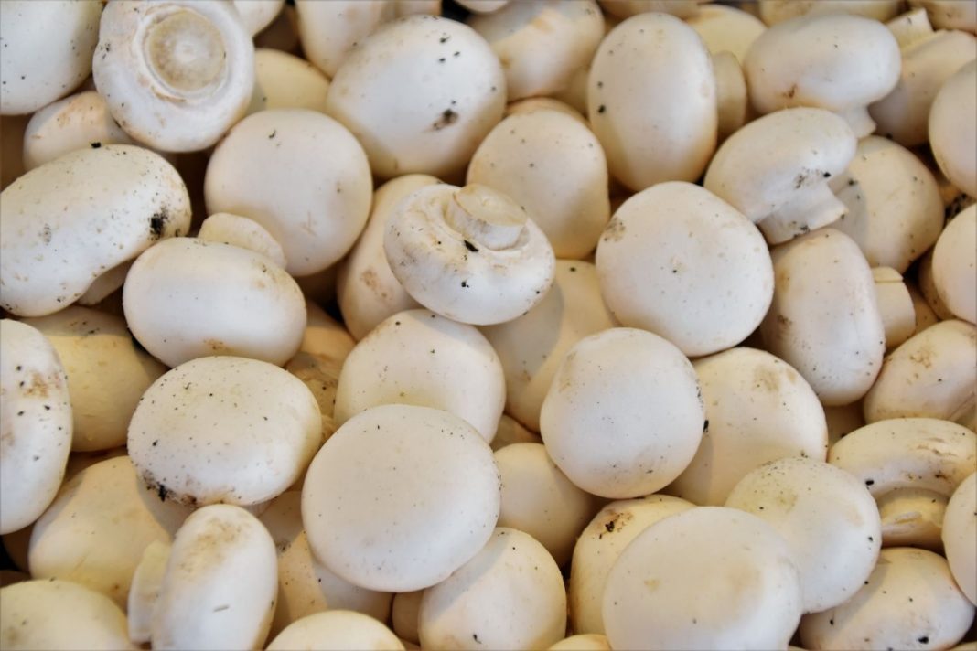 Crema de champiñones: el aderezo perfecto para la carne en otoño