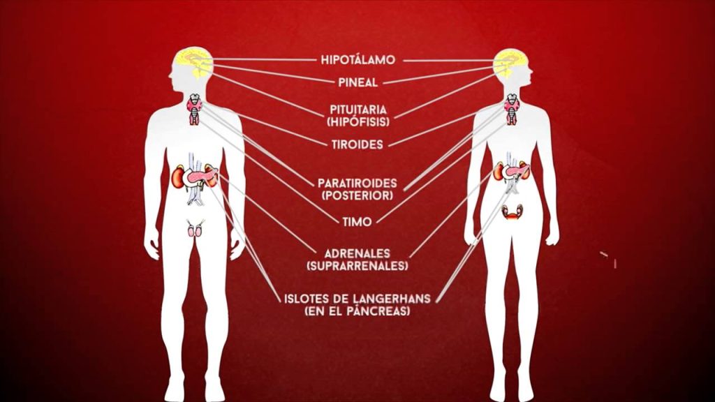 ¿Cuáles son las glándulas que forman parte del sistema endocrino?