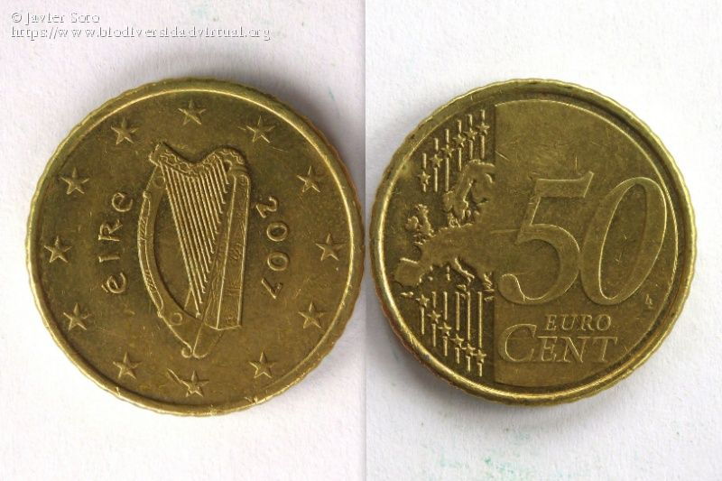Moneda De 50 Céntimos Del Año 2007