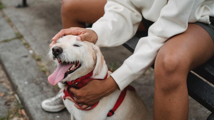 La Ley De Bienestar Animal No Lleva Al Abandono De Mascotas Exóticas