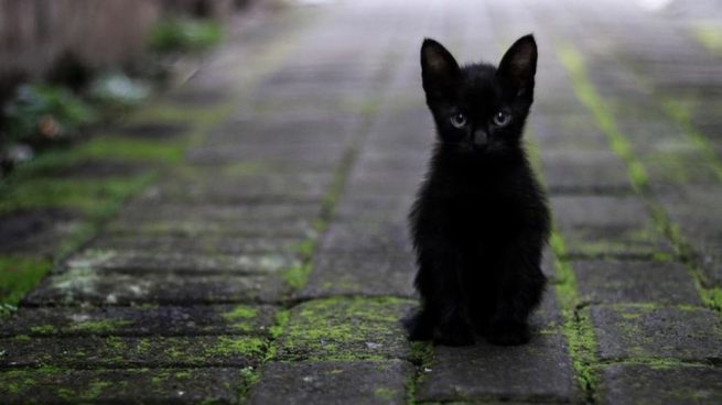 Gato Negro 655X368 1