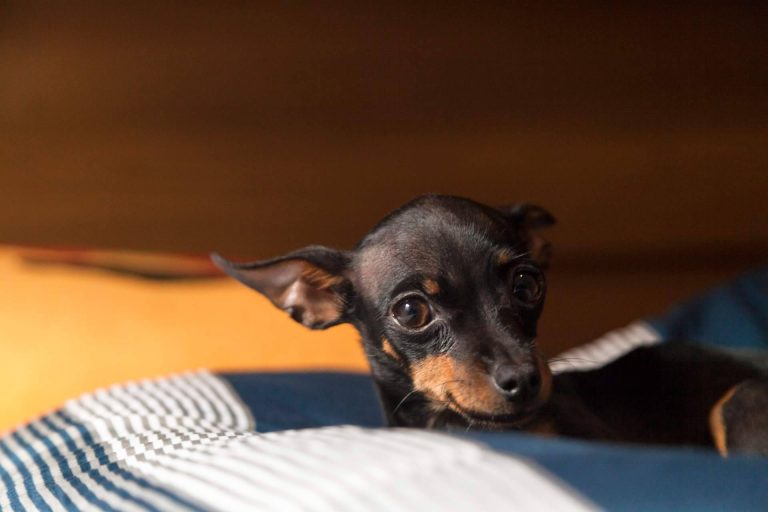 Cachorros del Valle dispone de mini pincher
