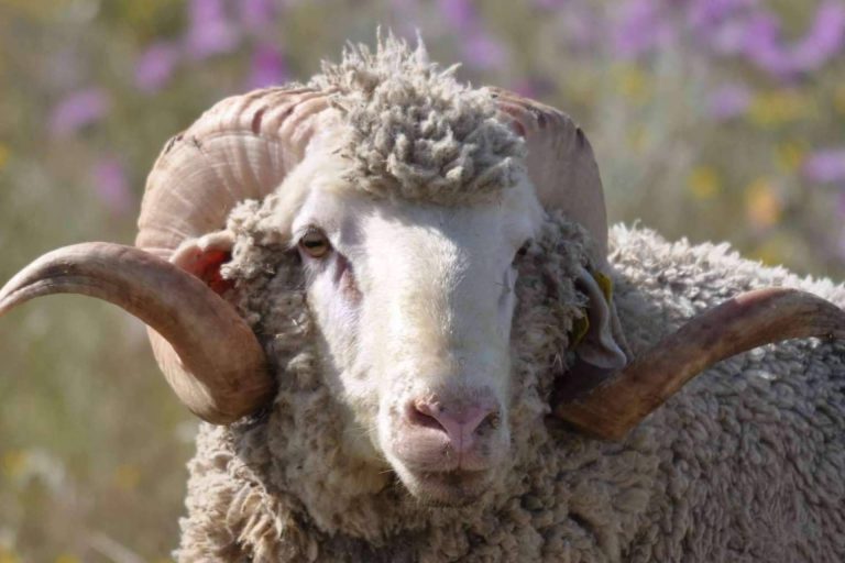 ¿Por qué son tan especiales las ovejas de raza Merina?