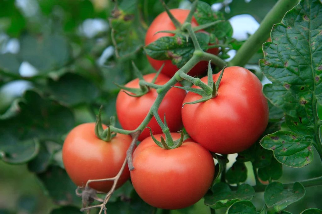 Evolucionó Mucho El Sabor Del Tomate 