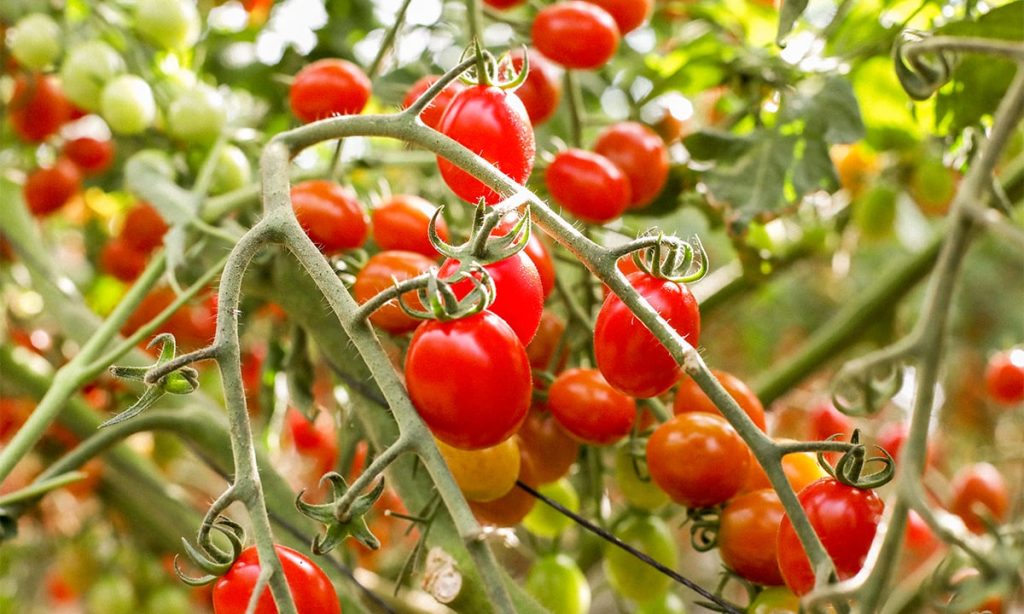 Este Es Un Tipo De Tomate Llamado Cherry 