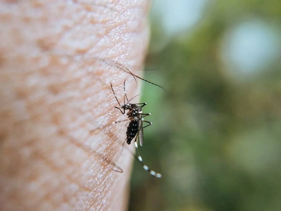 Alivia Las Picaduras De Mosquito