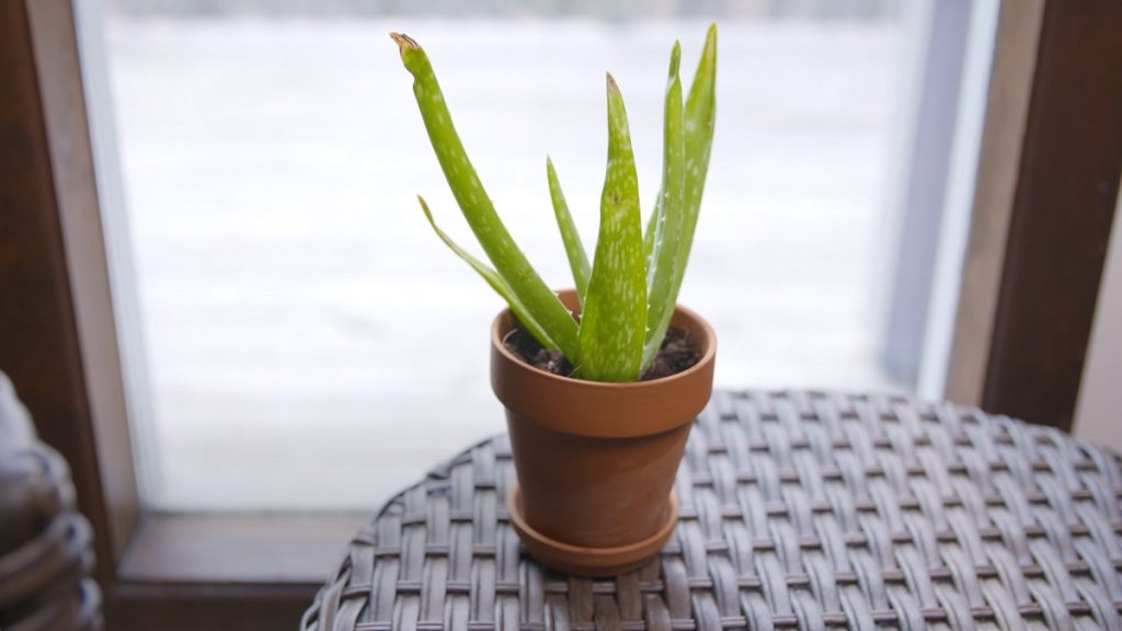 Aloe Vera