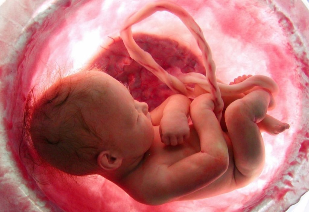 El Sistema Reproductor: Una Vida Saludable
