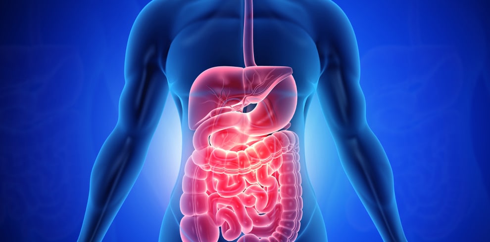 El Aparato Digestivo: Estomago, Páncreas, Hígado O Esófago 