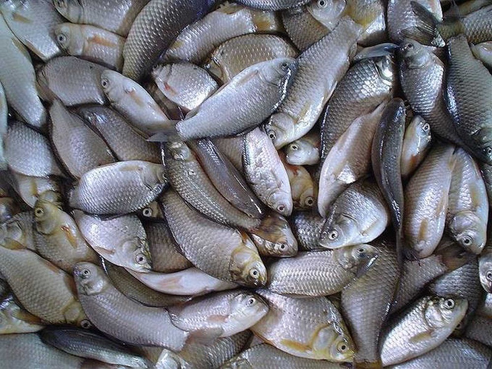El Truco Para Recuperar El Pescado Que Huele