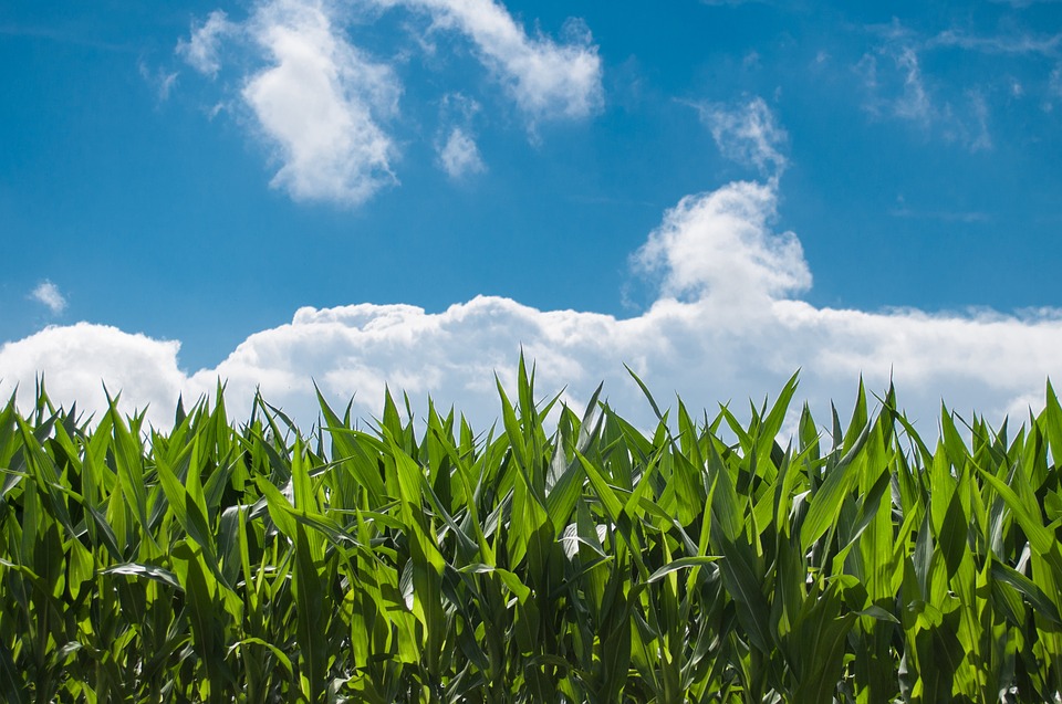 Los Alimentos Que Más Dañan El Medio Ambiente