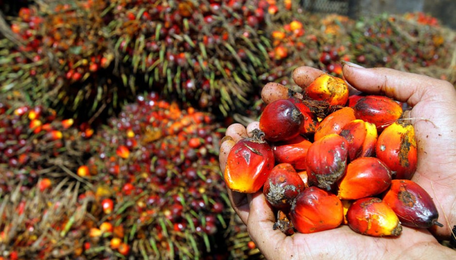 Los Alimentos Que Más Dañan El Medio Ambiente