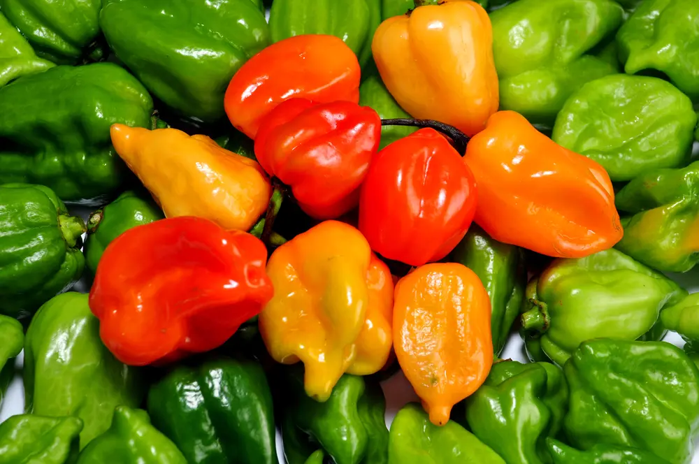 Chile Habanero