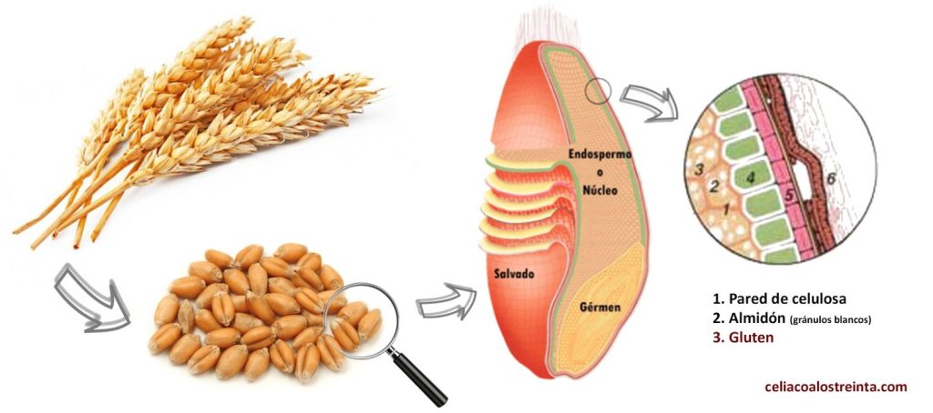 Estructura Grano Trigo