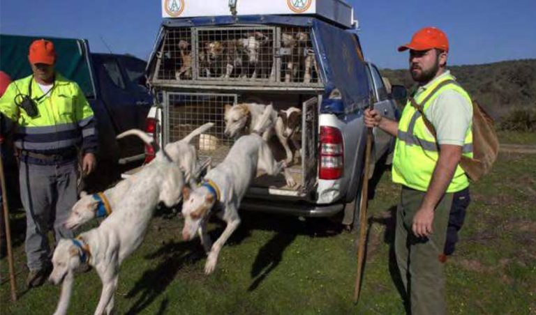 Podemos accede a que haya “perros de primera y de segunda” en la ley de Bienestar Animal
