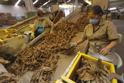 Industria Del Tabaco