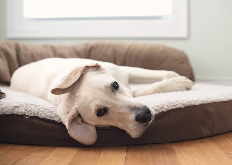 Beneficios de la cama viscoelástica para perros de ParaPerrosyGatos