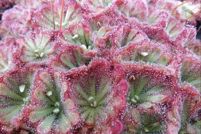 Hacer un regalo original con un pack de plantas carnívoras
