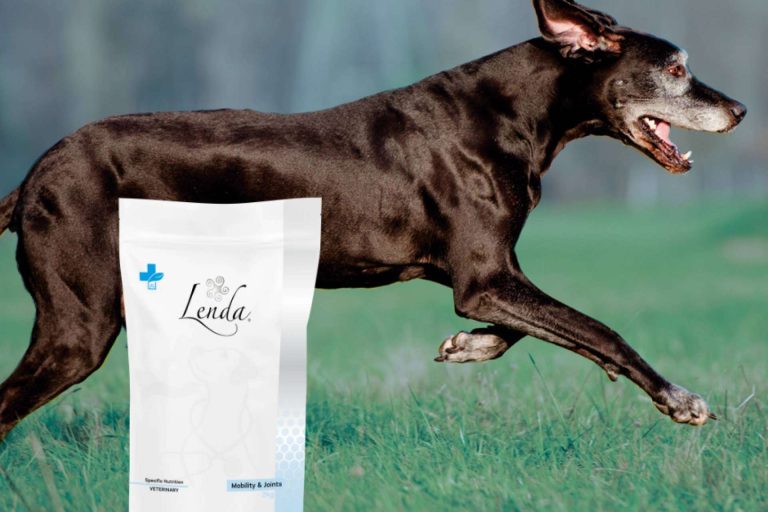 Lenda VET Nature mejora la salud articular canina