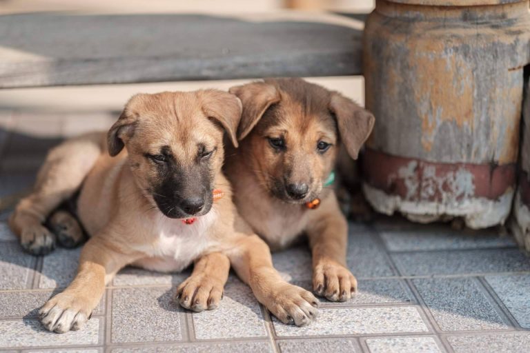 Uno de los mejores criadores de perros es La Central del Cachorro