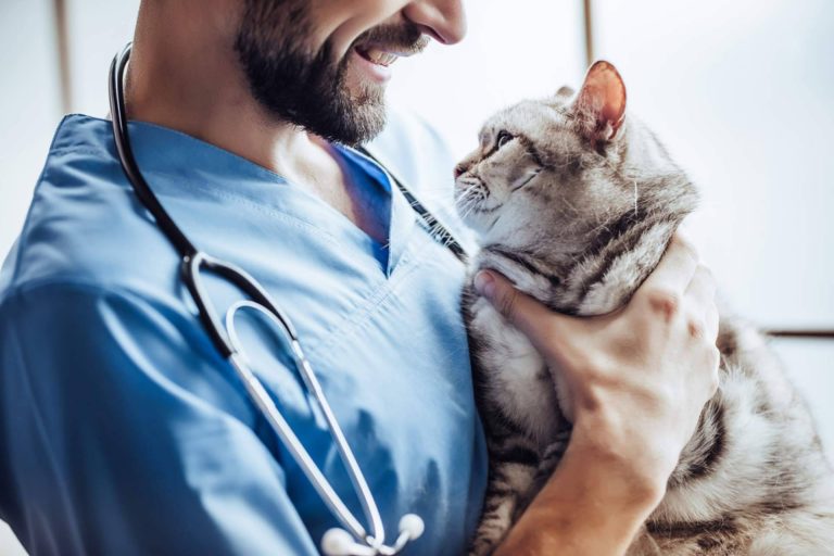 VetFormación permite obtener y convalidar el título de Auxiliar de Veterinaria
