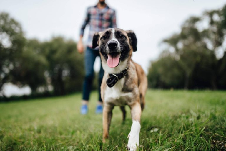 Cómo encontrar a un perro perdido, con MascotaPerdida112.com