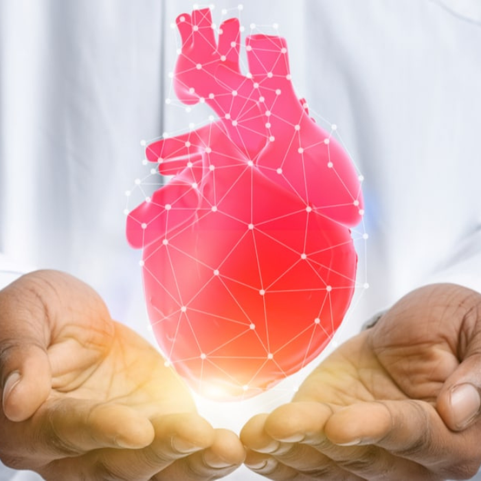 El Corazón Y El Sistema Circulatorio 