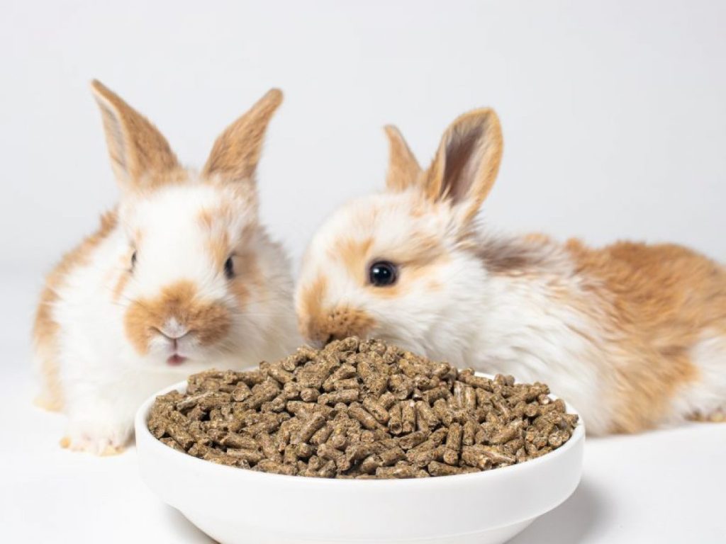 Cáscaras Para Alimentos De Animales 