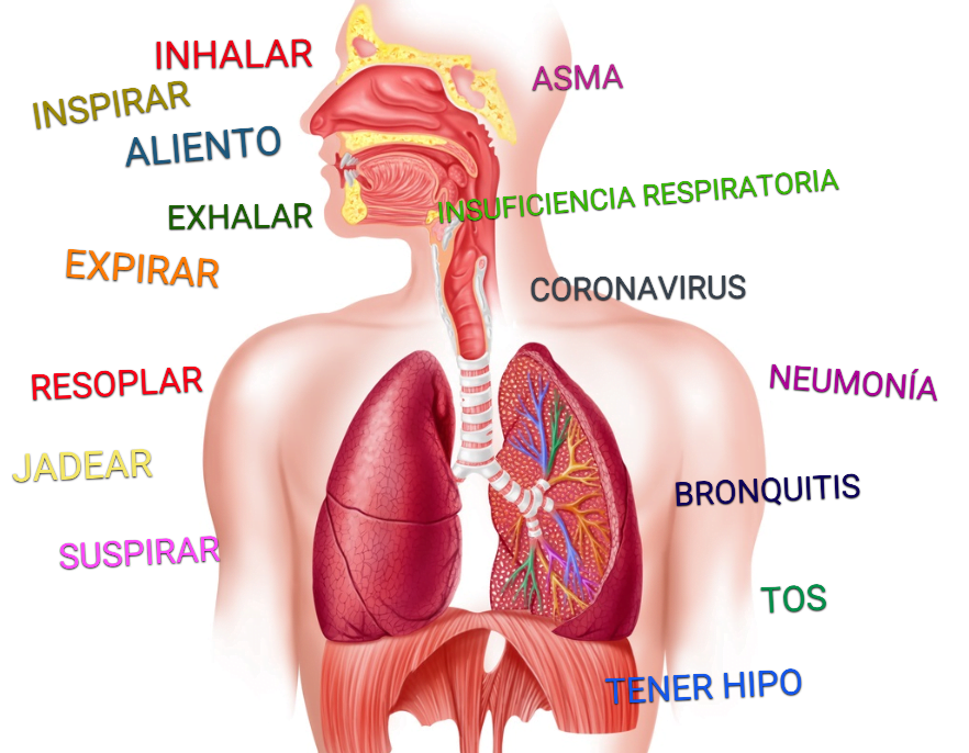 Dieta del té rojo: quema grasa y pierde kilos