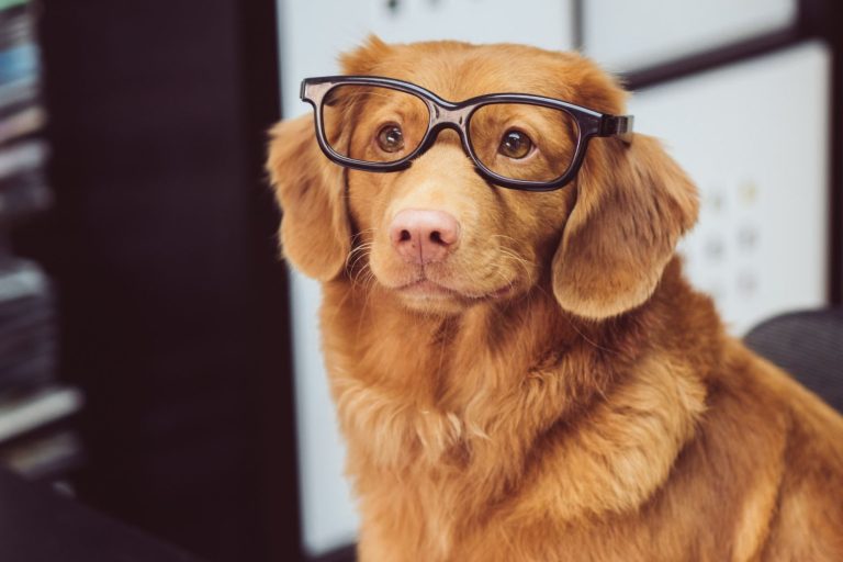 Así puedes saber si tu perro es inteligente o estúpido