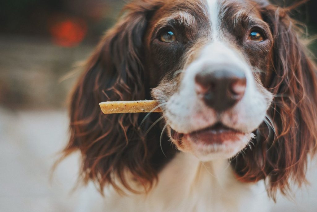 Así Puedes Saber Si Tu Perro Es Inteligente O Estúpido