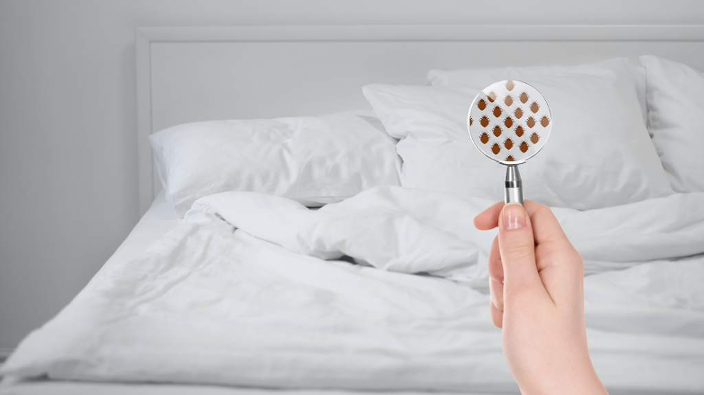 Así Descubres Si Tu Almohada Tiene Ácaros