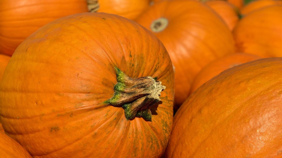 Deja El Puré De Calabaza Reposando
