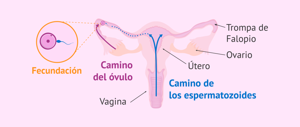 ¿Es Posible Ovular Con La Regla Y Quedarse Embarazada?