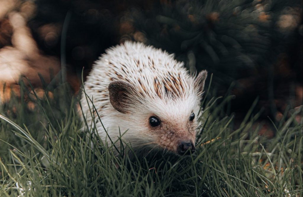 Este Es El Multazo Que Te Puede Caer Por Tener Una Mascota Prohibida En España