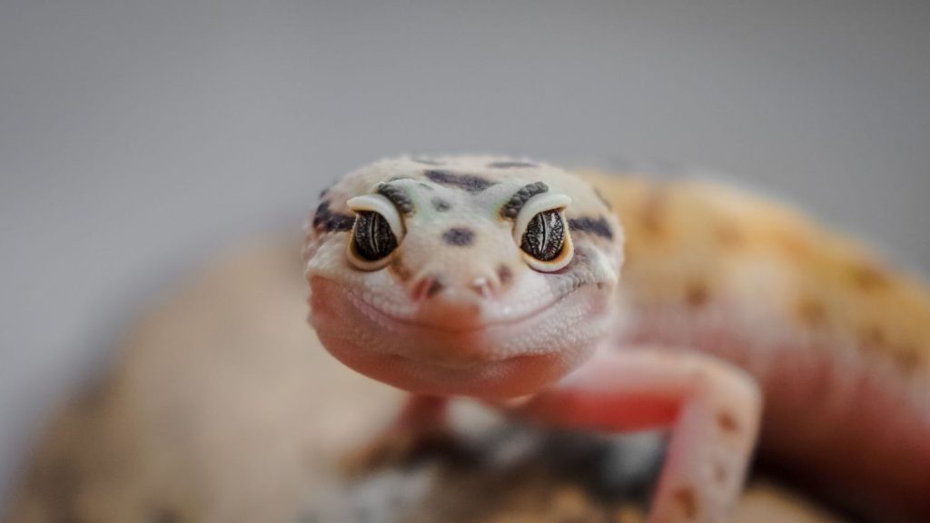 Gecko