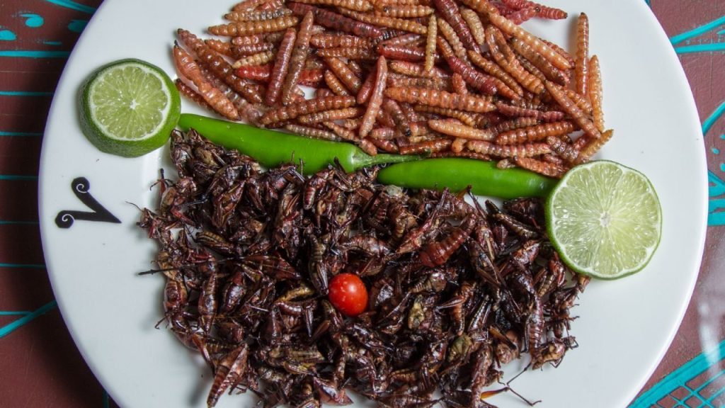 Insectos Comestibles