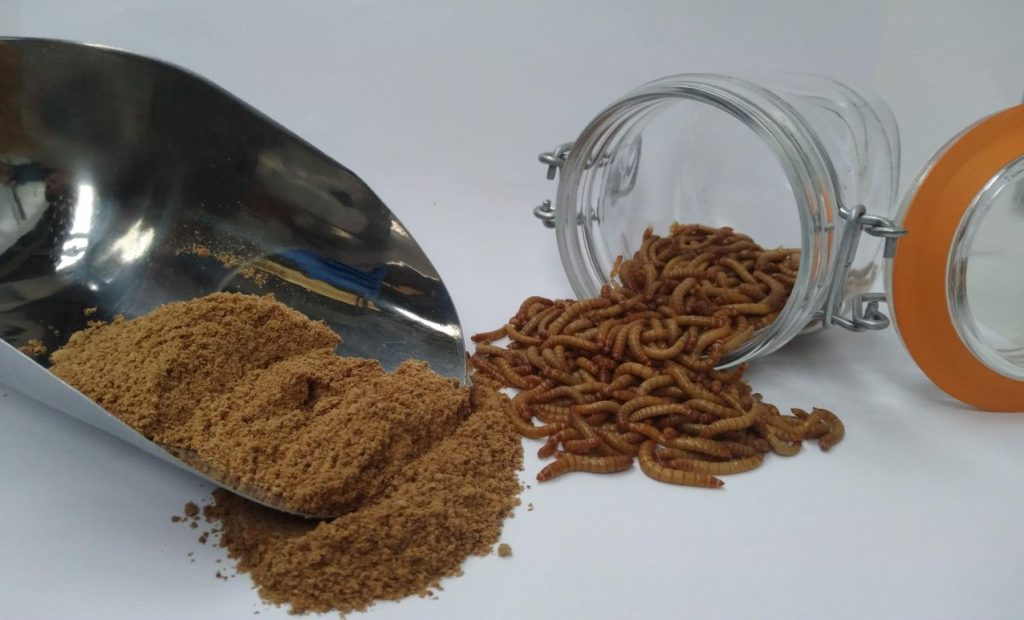 La Alimentación A Base De Insectos En El Futuro