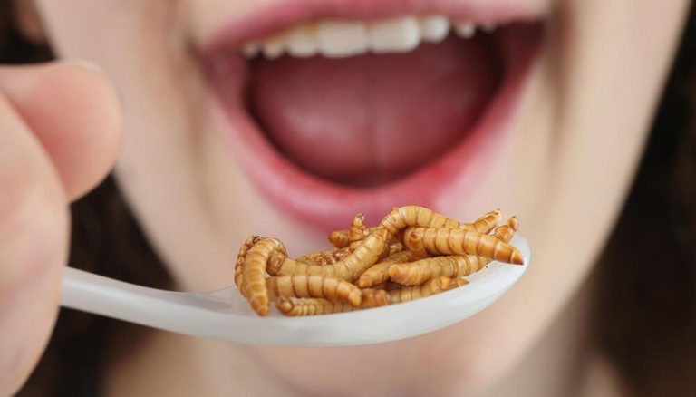 La razón por la que todos podríamos terminar por comer insectos